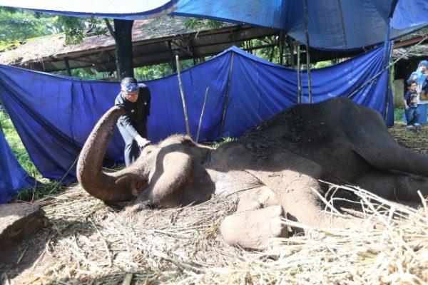 Wali Kota Bandung Ridwan Kamil menjenguk Yani, Gajah Sumatera yang sedang sakit dan kurang terawat di Bonbin Bandung, Rabu (11/5). by Meiwan Humas Pemkot Bandung.