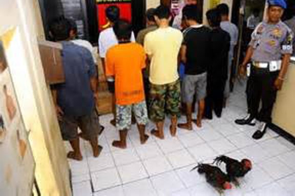 sabung-ayam-1-600x400
