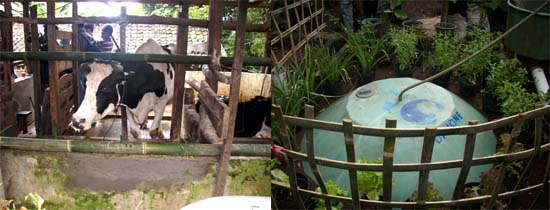 bb-biogas_sapi