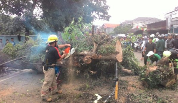 bb-pohon-tumbang-lanud