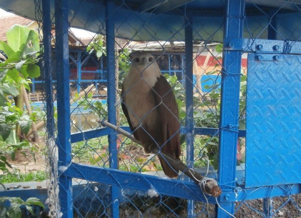 Satwa liar dilindungi seekor Elang Bondol (Haliatus indus) yang disita pertugas BBKSDA Jabar dan Ditreskrimsus Polda Jabar dari rumah Camat Majalaya, di Kampung Rancaenong RT 01 RW 16 Desa Cibodas, Kec Solokanjeruk, Kab Bandung, Jumat (20/1) lalu. by ist