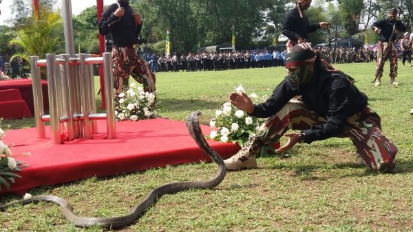Prajurit Kopassus beratraksi penjinakan ular cobra, pada perayaan HUT TNI ke-72 di Lapangan Rajawali, Kota Cimahi, Kamis (5/10/17).
