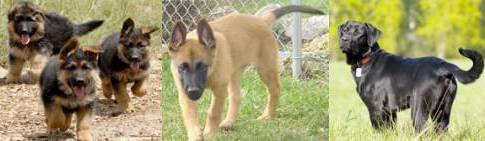 k9 labrador 2