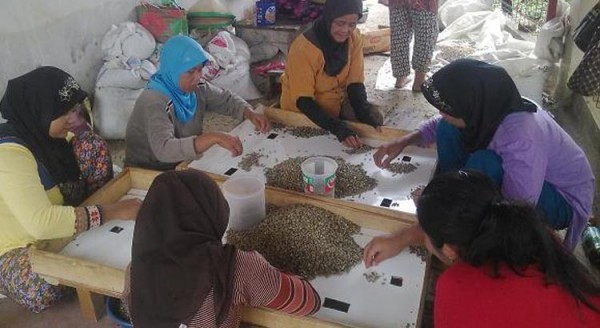 Warga Dusun Citangku, Desa Nagarawangi, Kecamatan Rancakalong, Kabupaten Sumedang, sedang memilah-milah biji kopi hasil fermentasi alami hewan luwak. by SE