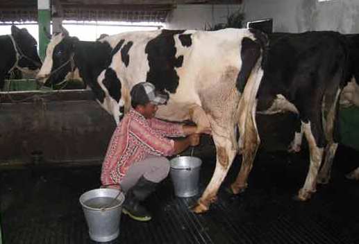 Sertifikasi Peternak Sapi Terkendala Anggaran | BaleBandung