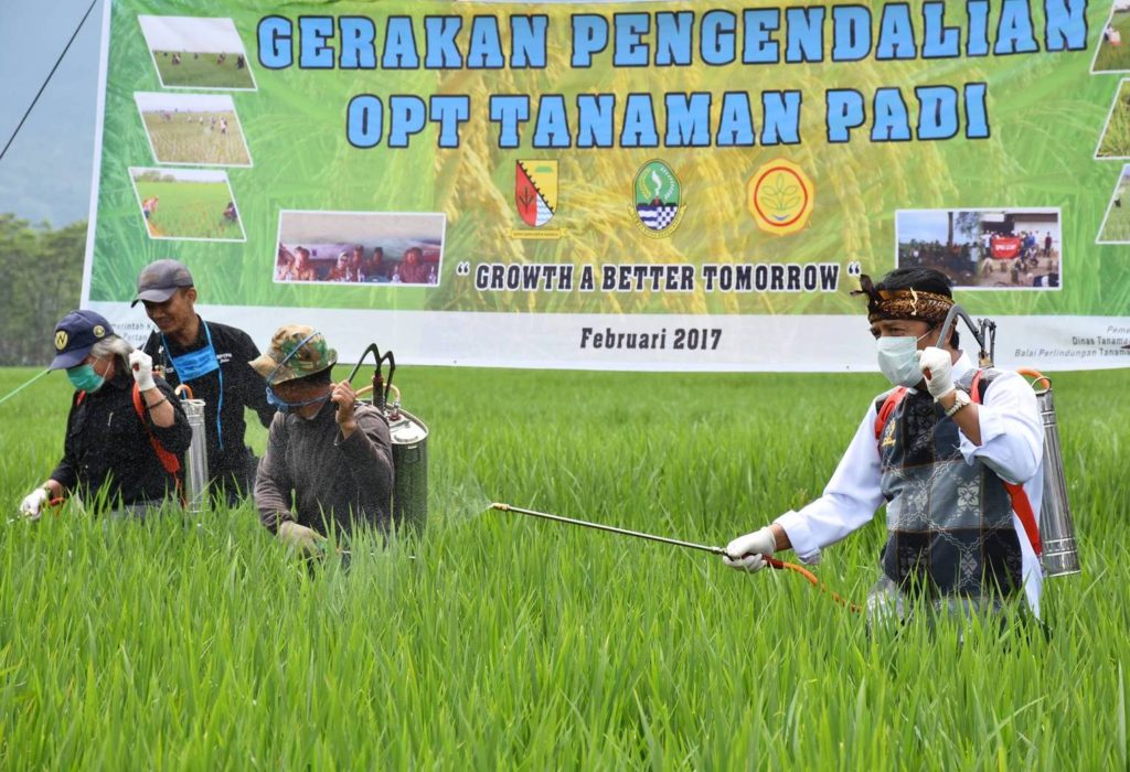1.048 Ha Sawah Diserang Wereng Batang Coklat