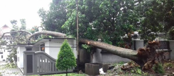 pohon tumbang