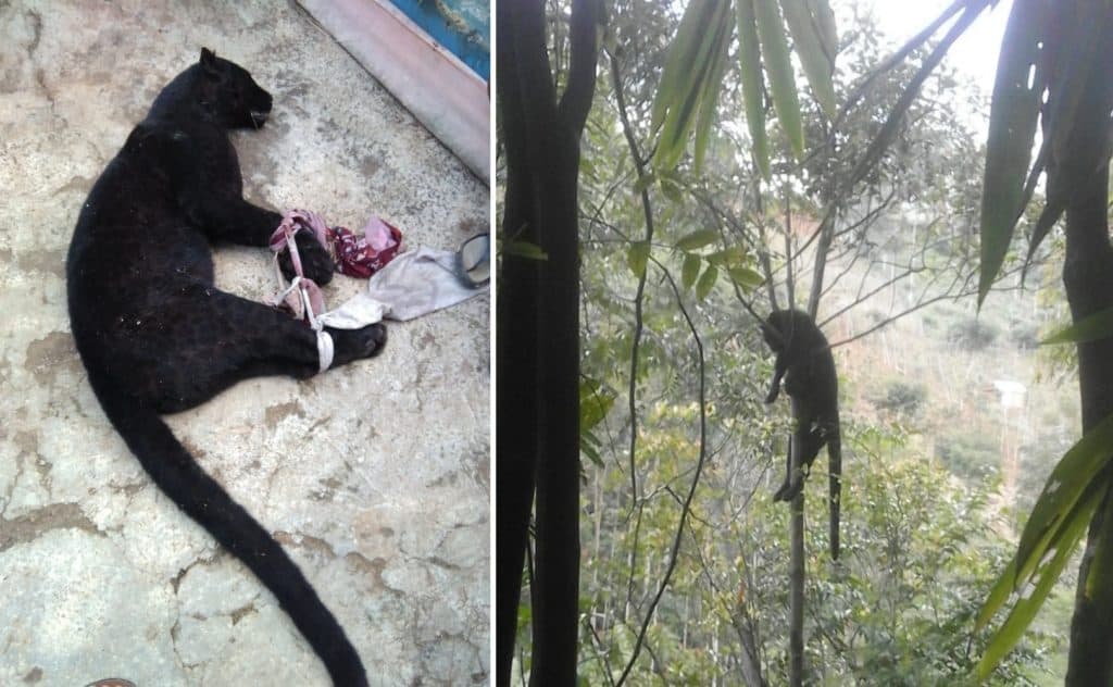 Nih, Kisah Si Macan Kumbang yang Ditembak Mati Warga Soreang