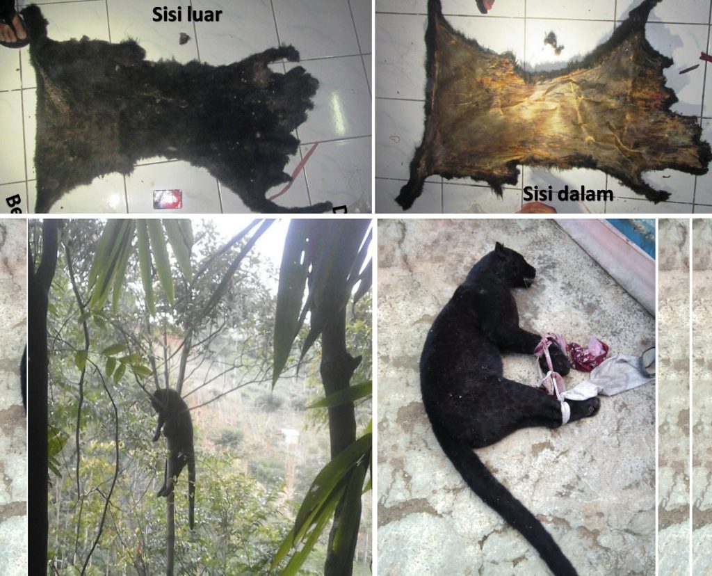 Nih, 7 Rekomendasi Tim Investigasi Gabungan Si Macan Kumbang Lodaya