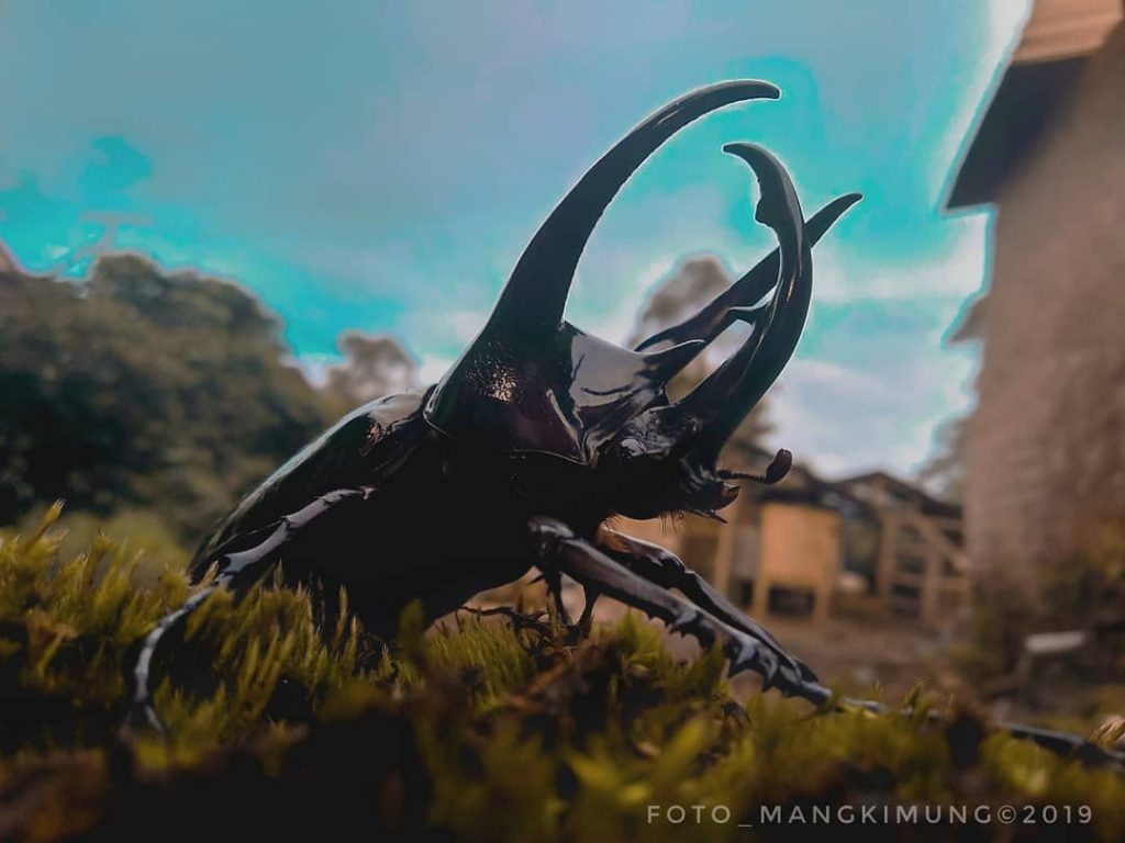 Misteri Tembang Sunda “Bangbung Hideung”