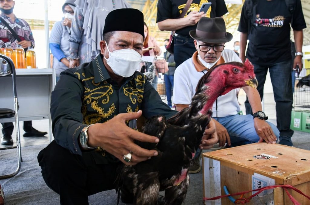 Ayam Shamo, Berawal Dari Hobi Jadi Potensi Ekonomi