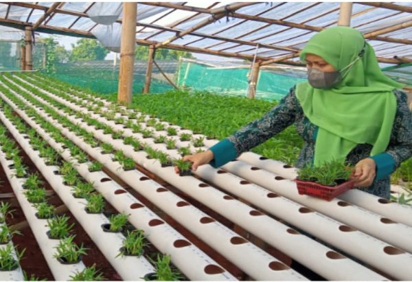 Bercocok Tanam Hidroponik Jadi Hobi Baru Saat Pandemi