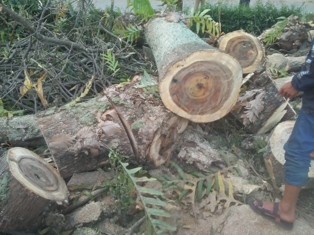 Ruang Terbuka Hijau Harus Bisa Dinikmati Secara Berkelanjutan