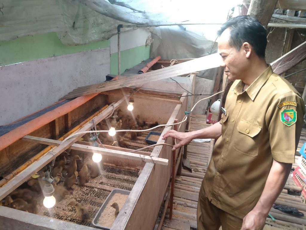 Pemberdayaan Ekonomi Masyarakat, Desa Bojong Kembangkan Budidaya Ternak Bebek