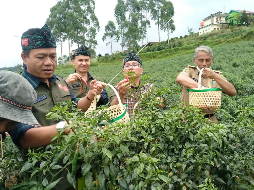 Tanam Cabai, Ini Keuntungan yang Diraih Para Petani