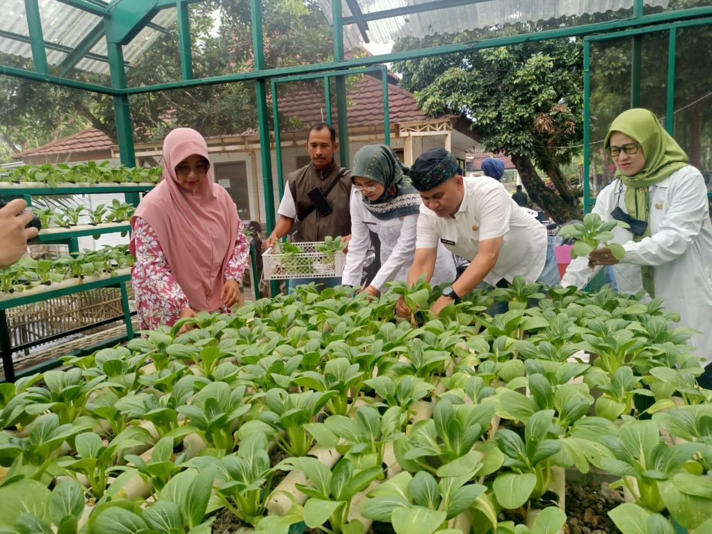 Pekarangan Rumah Bisa Dimanfaatkan Tanam Sayuran