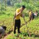 Polsek Ciparay Ikut Serta Penanaman Jagung Serentak di Lingkungan Polri