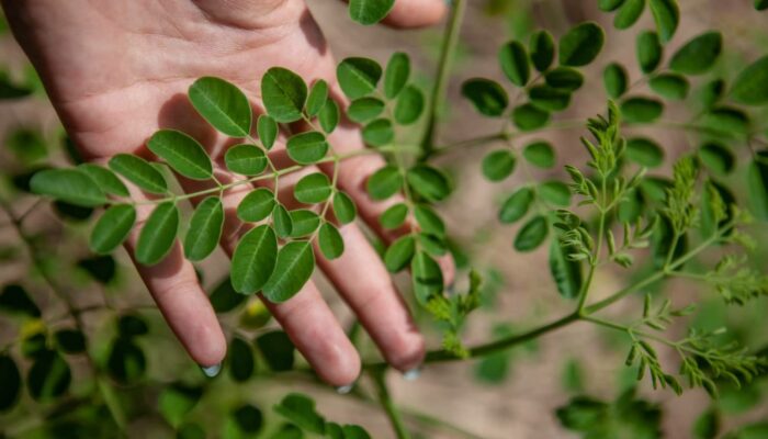 Startup Bali Treelogy Angkat Daun Kelor Indonesia ke Status Premium Global